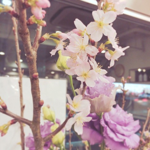 spring is coming….*.。