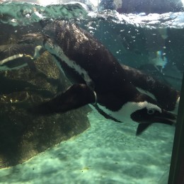 今日は、、なに二フレル？？